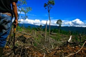 Kawasan hutan yang rusak akibat penebangan liar