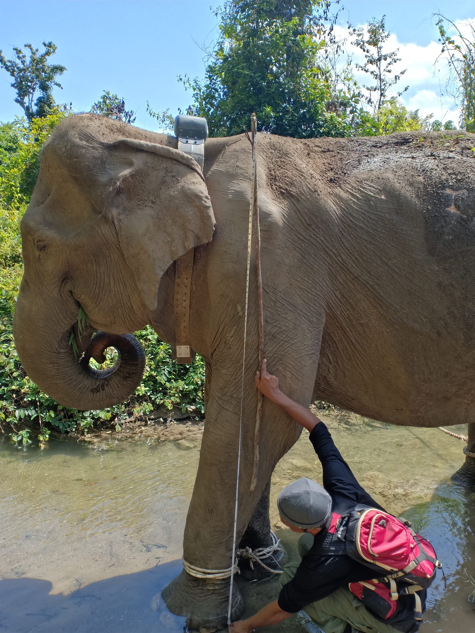 BKSDA Pasang GPS Collar pada Gajah Terluka di Gunung Biram